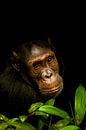 Schimpanse | Dunkles Tierportrait. von Gunter Nuyts Miniaturansicht