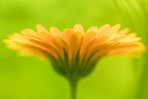 Soleil sur Marianne Twijnstra