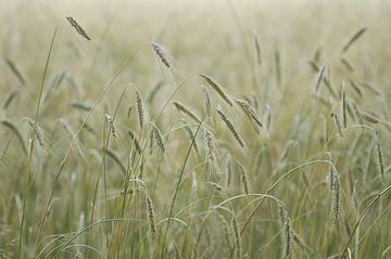 Graanveld ( beeldvullende foto van graan)