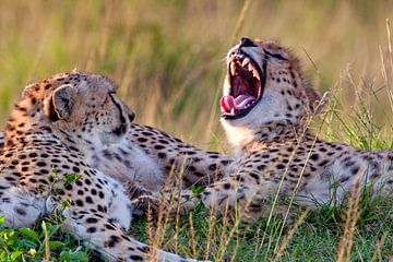 Gapende jonge cheetah van Peter Michel