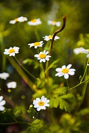 Bloem 2013 von Jolien Somers