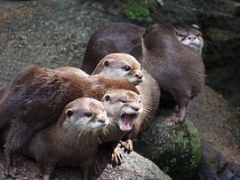Otters by Jorn Wensink
