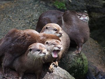 Otters
