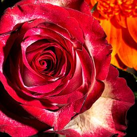 bloemen in geel en rood van SO fotografie