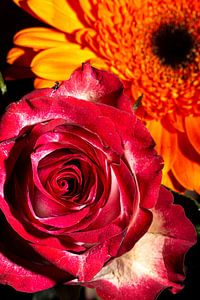 Blumen in Gelb und Rot