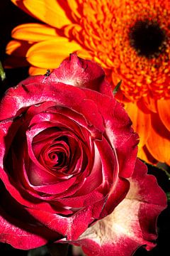 bloemen in geel en rood van SO fotografie