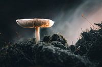 Lamellenpilz im Dunst