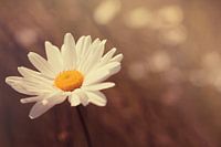 Daisy dreams