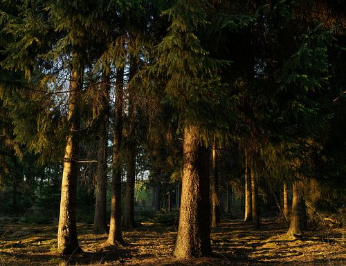 Bäume im Sonnenlicht – Drenthe – Dwingelderveld (Niederlande)
