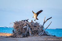 Osprey feeding its young
