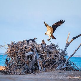 Le balbuzard pêcheur nourrit ses petits sur Esmay Vermeulen