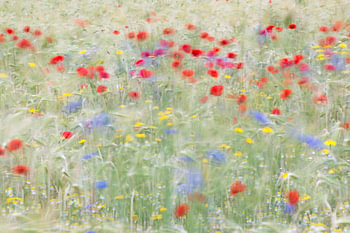 Poppy's 