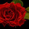 Red rose by Toon van den Einde