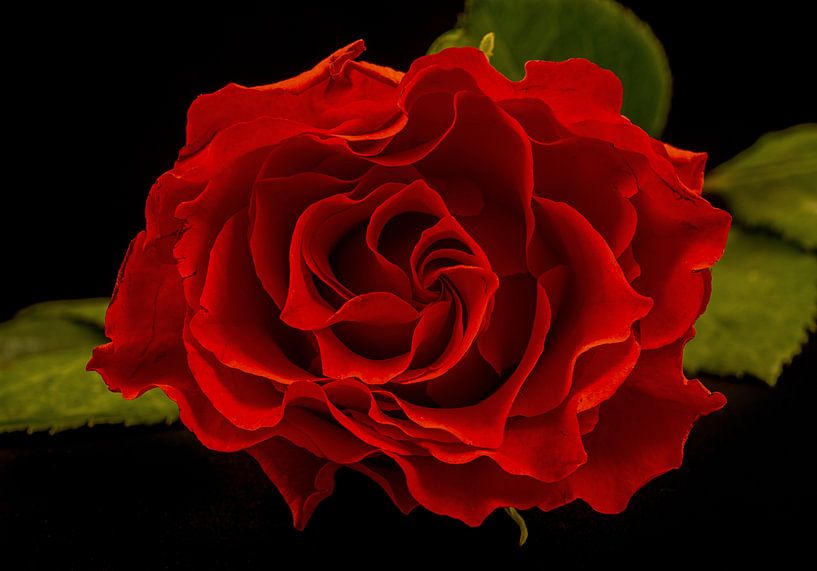 Rode roos van Toon van den Einde