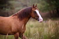 wild horse