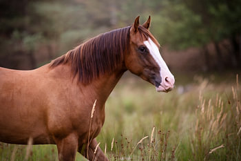 Wildes Pferd