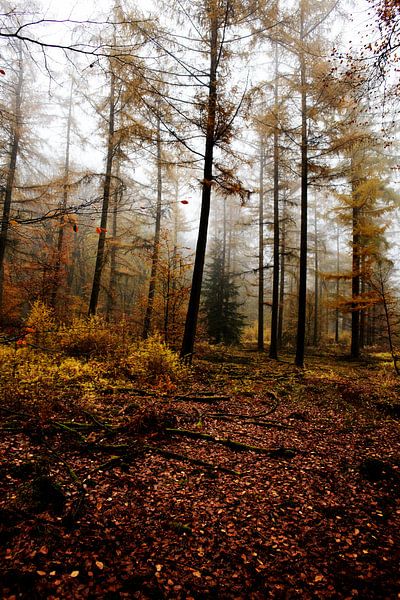 Speulderbos by Christiaan Krouwels