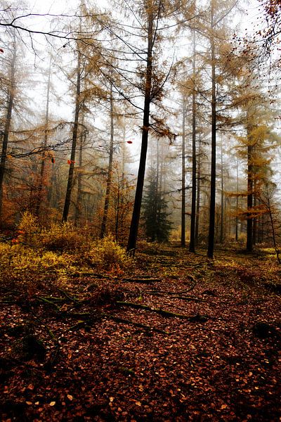 Speulderbos van Christiaan Krouwels