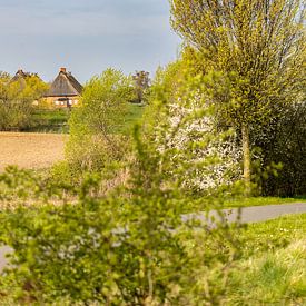 Frühlingsstimmung beim Dorf Hoben von Holger Felix