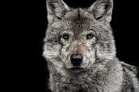 loup