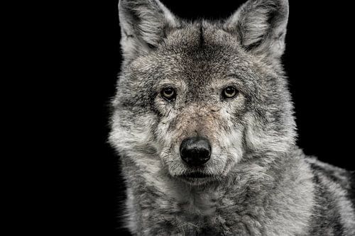 wolf