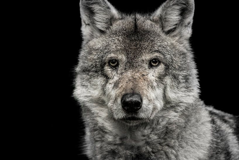 wolf von Jiske Wijmans @Artistieke Fotografie