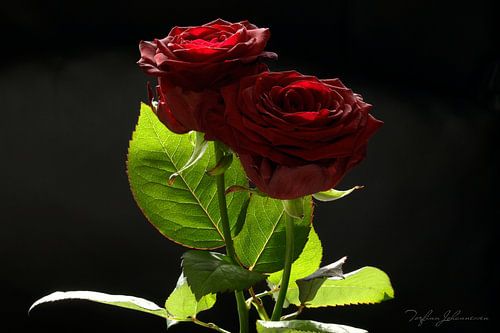 In The Morning Light