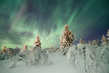 Northern lights with snow in Finland by rik janse