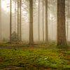 Arbres dans une forêt brumeuse sur Marjolijn Nugteren