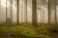 Arbres dans une forêt brumeuse