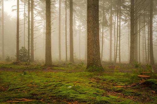 Bomen in mistig bos van Marjolijn Nugteren
