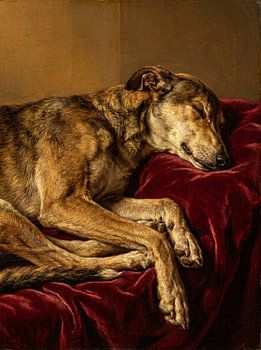 Sleeping Hound — Flemish Study