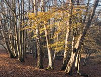 South Weald