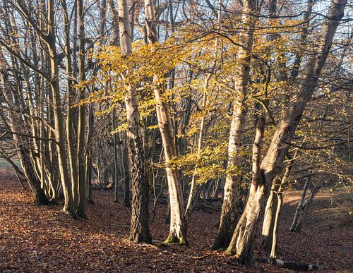South Weald