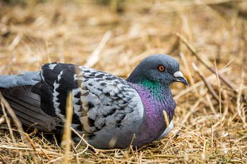 Pigeon couché sur Luis Emilio Villegas Amador