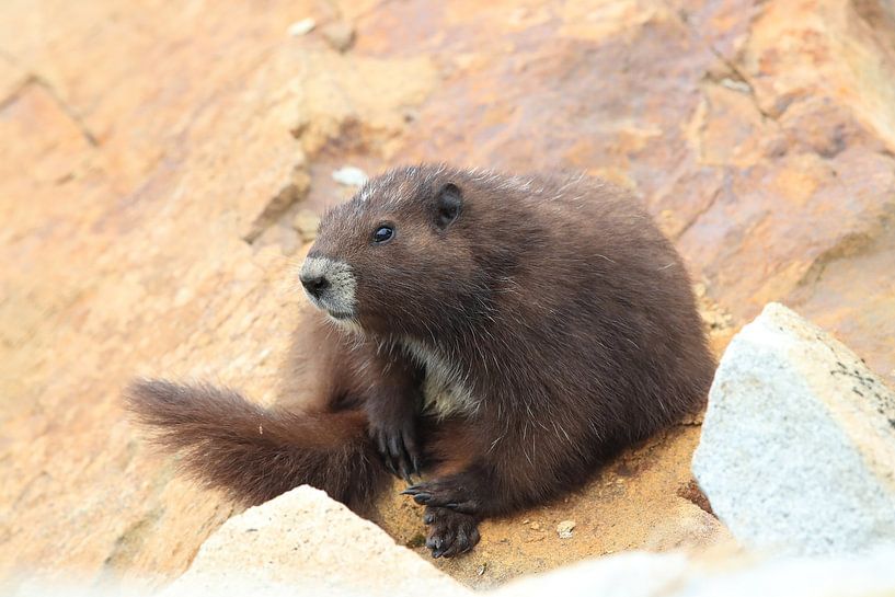 Vancouver Island Marmot , Marmota vancouverensis, Mount Washington  ,  Vancouver Island, BC, Canada von Frank Fichtmüller