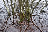 Een abstracte foto van met mos bedekte takken van Retrotimes thumbnail