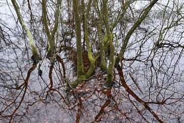 An abstract photograph of moss-covered branches by Retrotimes