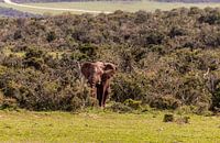 Elephant of the forest