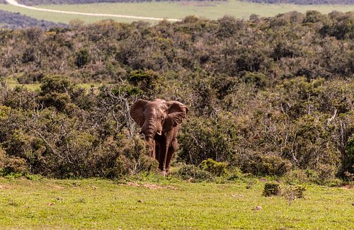 Elefant des Waldes von Photo By Nelis