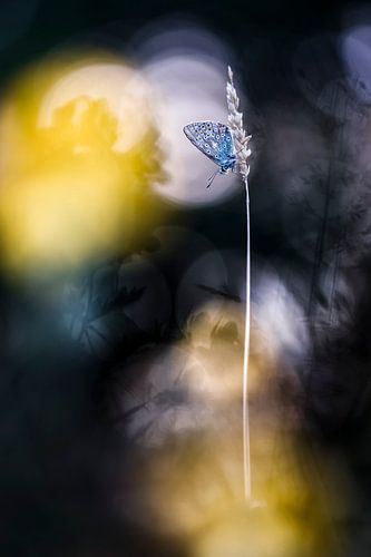 Un papillon endormi dans un cadre magique sur Bob Daalder