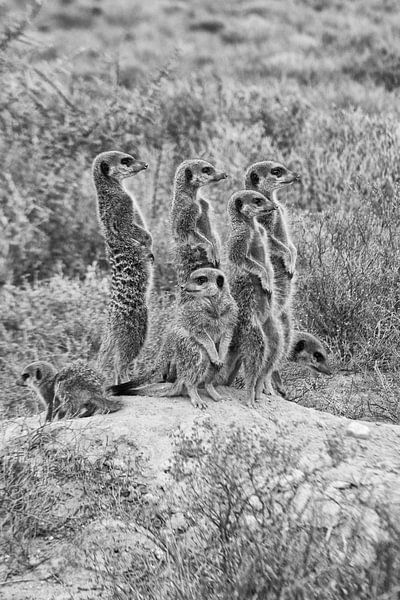 Stokstaartjesfamilie in het wild op wacht van Patricia Hofmeester