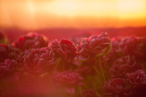 La tulipe dans la lumière dorée