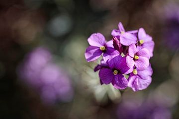 Paarse bloem van Rob Boon