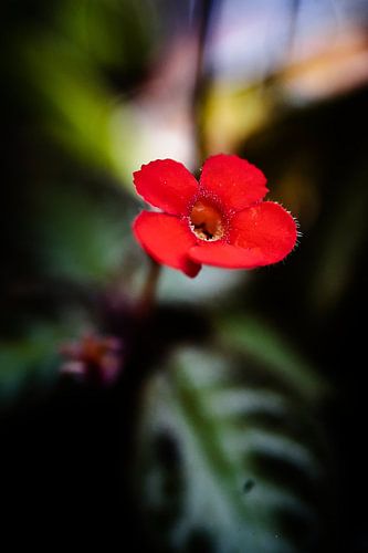 Delicate rode bloem geïsoleerd in zacht licht