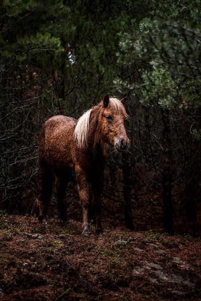 Pferd in einer wilden Waldlandschaft von Femke Ketelaar