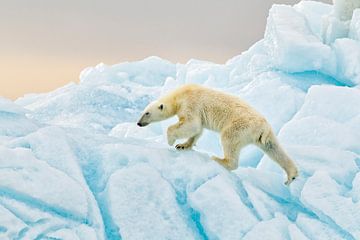 IJsbeer op Spitsbergen van Joan Gil Raga
