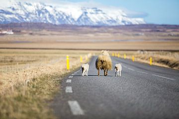 IJslandse schapen op de weg