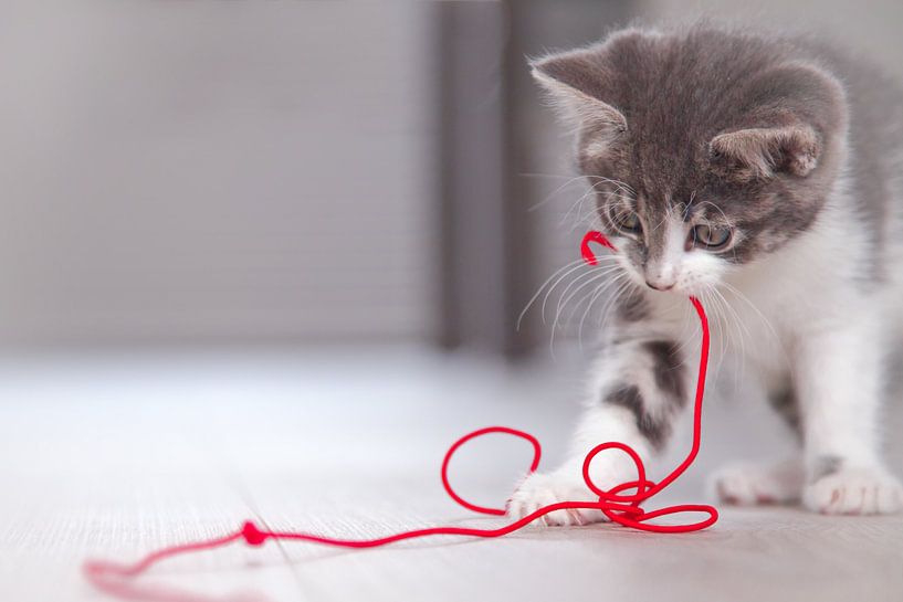 Puck houdt van rood par Mariette Kapitein