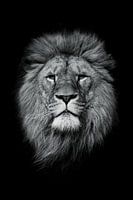 Lion Noir et Blanc - Force Intemporelle et Mystère